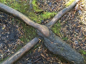 Wurzel Kreuz Wurzel Kreuz
